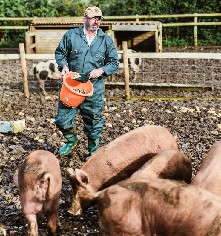 Ceri Williams treating his pigs.