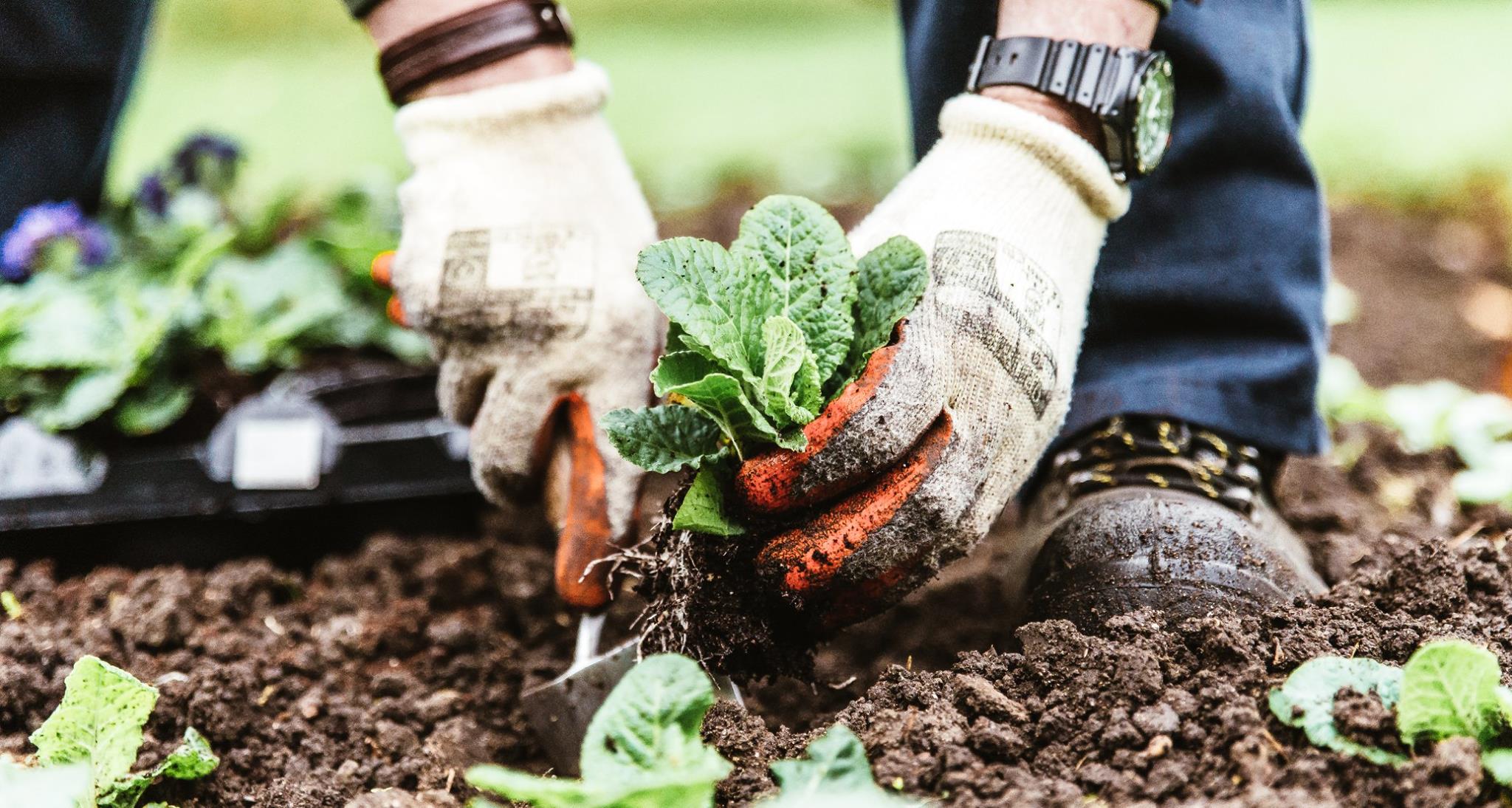 Hands and plants.