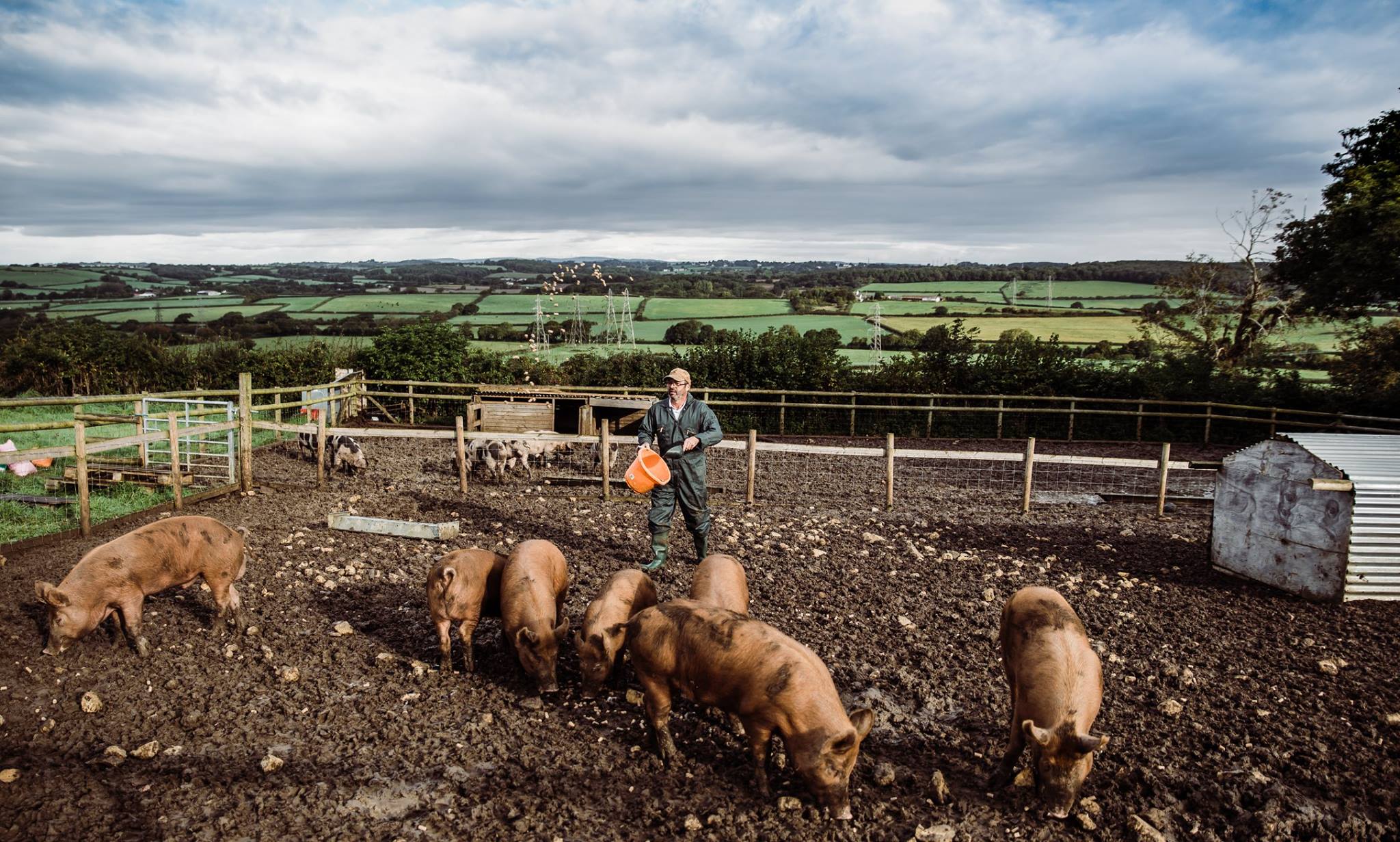 Ceri Williams feeds the pigs.